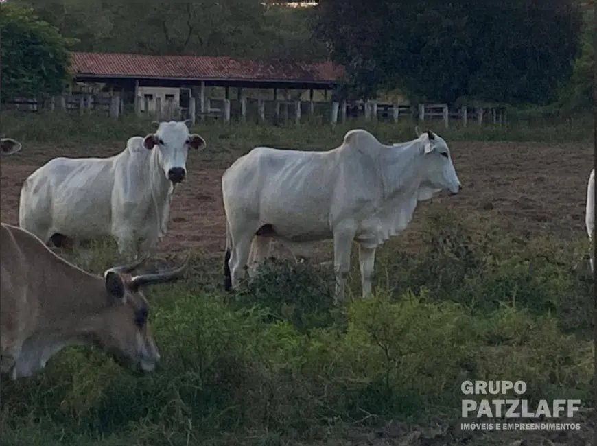 Foto 9 de Fazenda / Haras com 4 quartos à venda, 5000000m2 em Campo Grande - MS