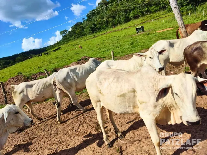 Foto 6 de Fazenda / Haras à venda, 3030000m2 em Sao Gabriel Do Oeste - MS