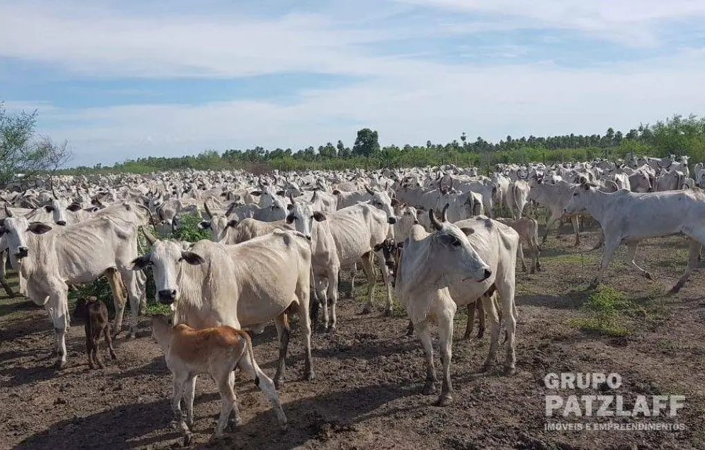 Fazenda / Haras à venda, 16777215m2 em Aeroporto, Corumba - MS - imagem 3 Foto 3 de Fazenda / Haras à venda, 16777215m2 em Aeroporto, Corumba - MS