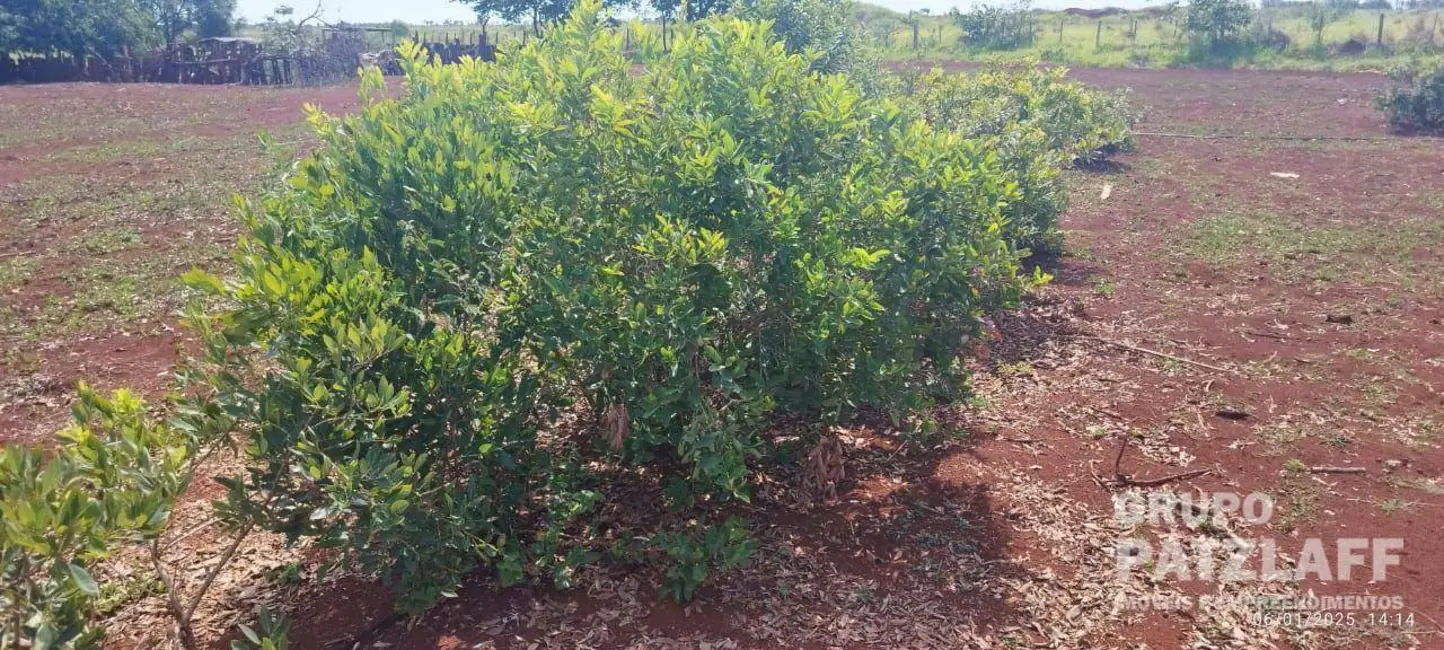 Foto 29 de Chácara à venda, 89000m2 em Jardim Colibri, Dourados - MS