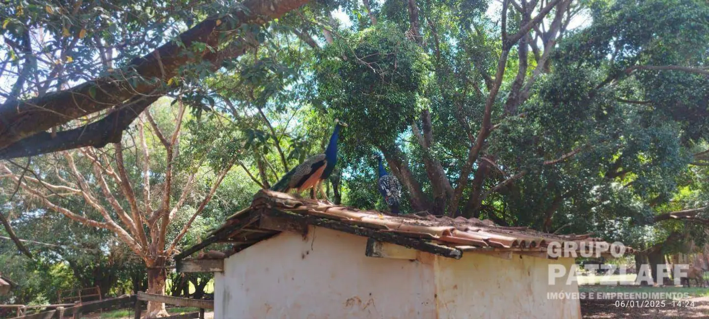 Chácara à venda, 89000m2 em Jardim Colibri, Dourados - MS - imagem 8 Foto 8 de Chácara à venda, 89000m2 em Jardim Colibri, Dourados - MS