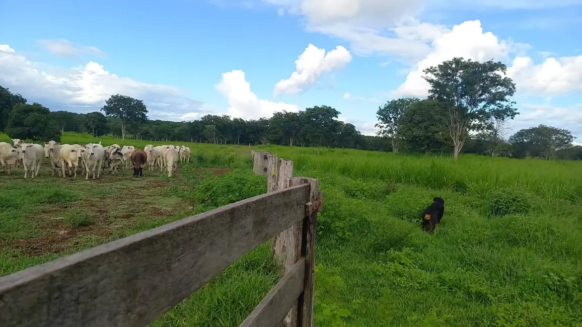 Foto 9 de Fazenda / Haras à venda, 290m2 em Acorizal - MT