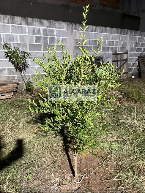 Foto 4 de Terreno / Lote à venda, 188m2 em Jardim Altos de Santana I, Jacarei - SP