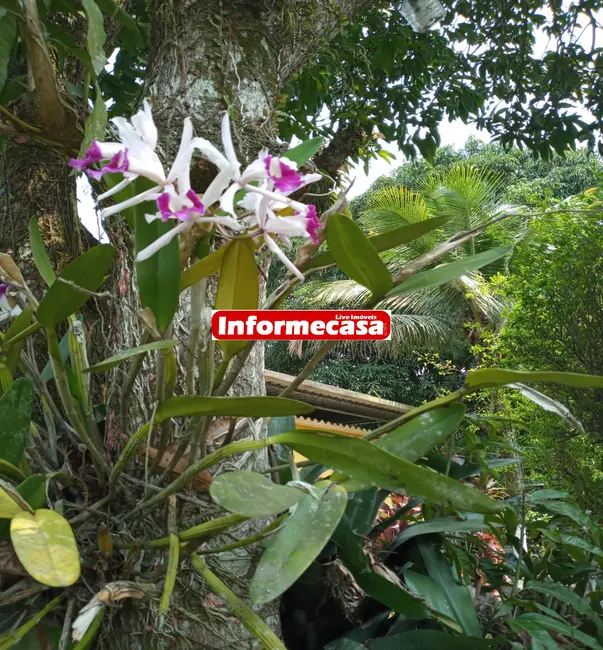 Foto 3 de Sítio / Rancho com 2 quartos à venda, 100m2 em Tinguá, Nova Iguacu - RJ