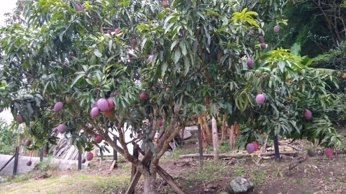 Chácara com 4 quartos à venda, 90m2 em Centro, Paraibuna - SP - imagem 6 Foto 6 de Chácara com 4 quartos à venda, 90m2 em Centro, Paraibuna - SP