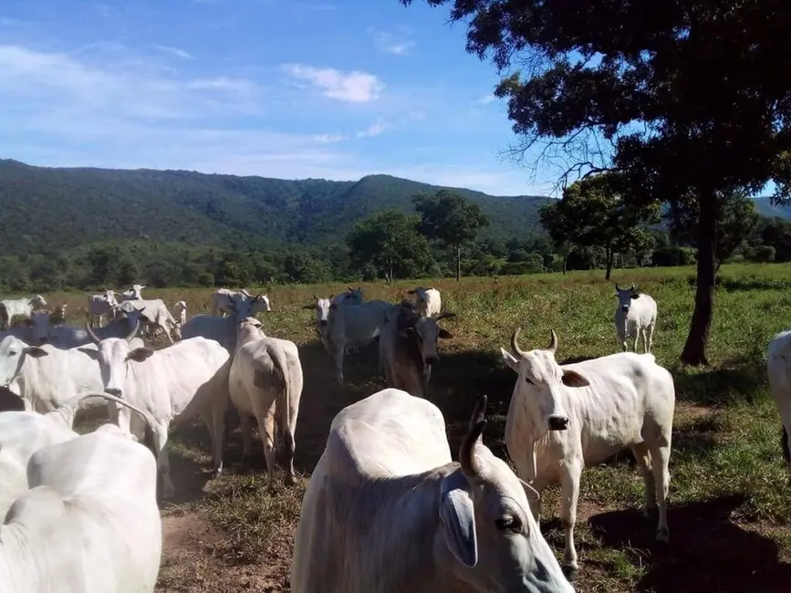 Fazenda / Haras com 3 quartos à venda, 1541m2 em Centro, Acorizal - MT - imagem 2 Foto 2 de Fazenda / Haras com 3 quartos à venda, 1541m2 em Centro, Acorizal - MT
