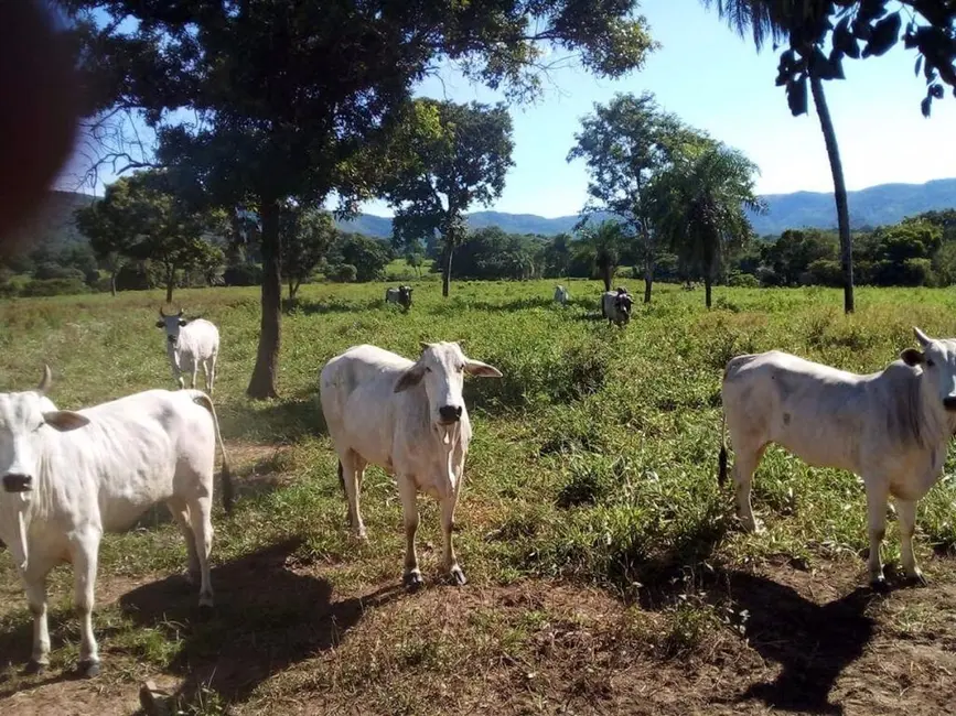Fazenda / Haras com 3 quartos à venda, 1541m2 em Centro, Acorizal - MT - imagem 4 Foto 4 de Fazenda / Haras com 3 quartos à venda, 1541m2 em Centro, Acorizal - MT