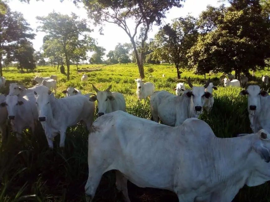 Fazenda / Haras com 3 quartos à venda, 1541m2 em Centro, Acorizal - MT - imagem 1 Foto 1 de Fazenda / Haras com 3 quartos à venda, 1541m2 em Centro, Acorizal - MT