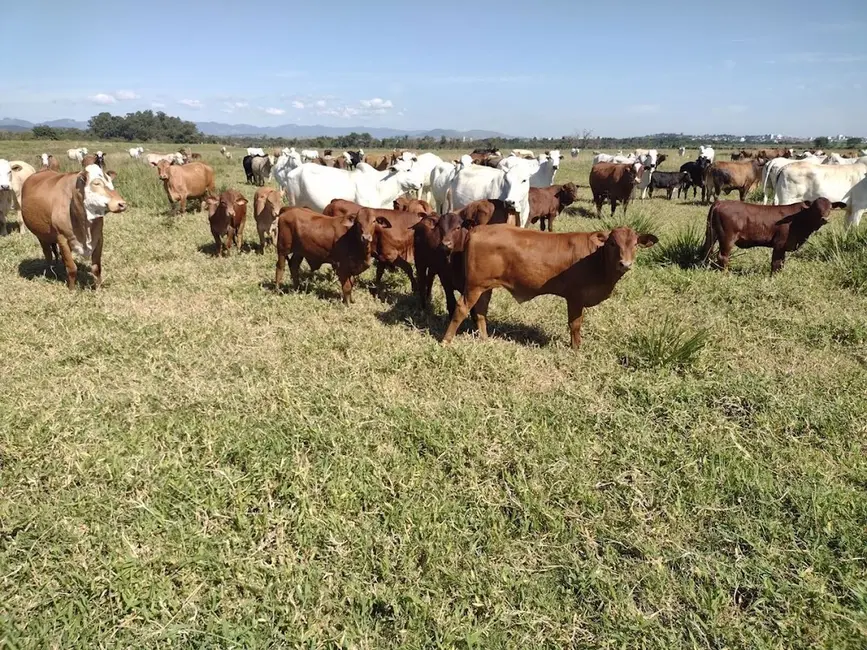 Foto 1 de Fazenda / Haras com 5 quartos à venda, 100m2 em Pedregulho, Guaratingueta - SP