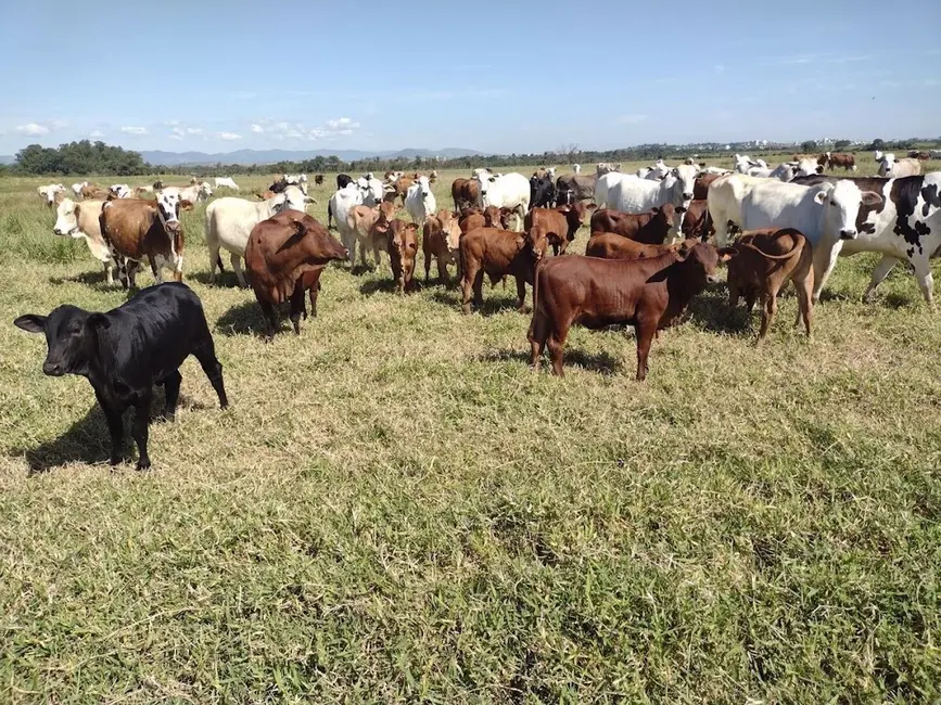 Foto 2 de Fazenda / Haras com 5 quartos à venda, 100m2 em Pedregulho, Guaratingueta - SP