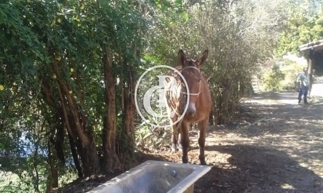 Foto 7 de Sítio / Rancho com 3 quartos à venda, 300m2 em Jambeiro - SP