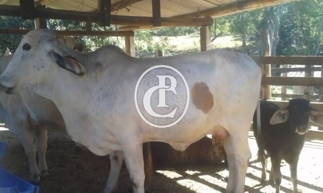 Foto 1 de Sítio / Rancho com 3 quartos à venda, 300m2 em Jambeiro - SP