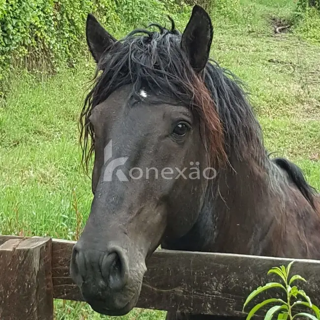 Sítio / Rancho com 5 quartos à venda, 500m2 em Paraibuna - SP - imagem 4 Foto 4 de Sítio / Rancho com 5 quartos à venda, 500m2 em Paraibuna - SP