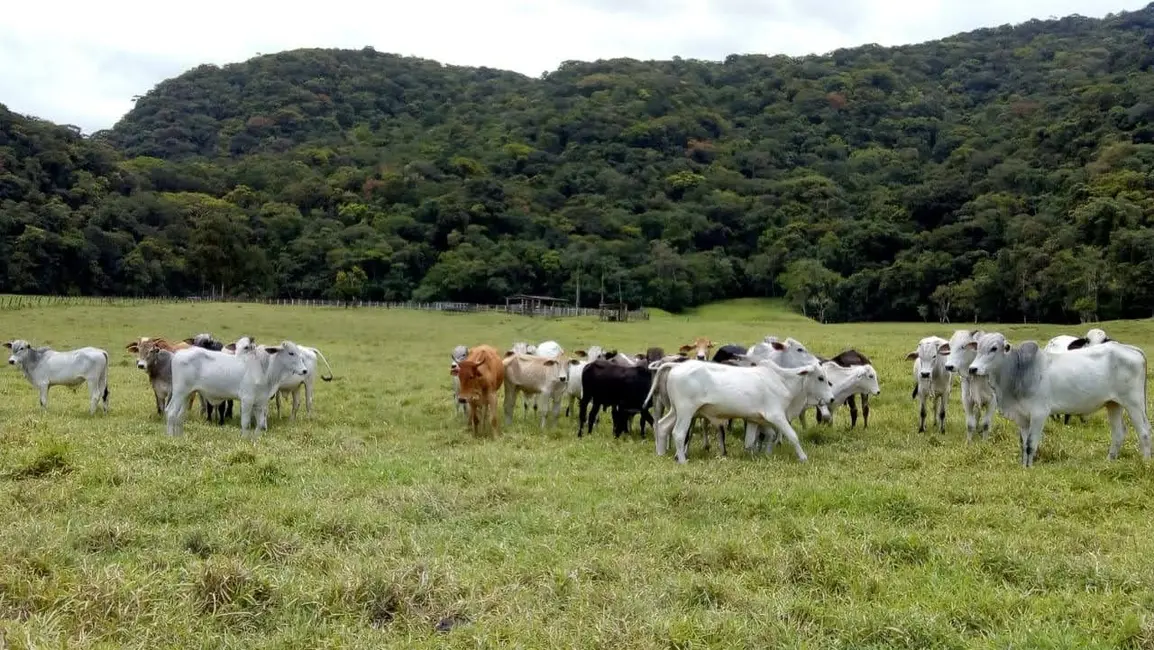Foto 1 de Fazenda / Haras com 1 quarto à venda, 90m2 em Oliveira Barros, Miracatu - SP