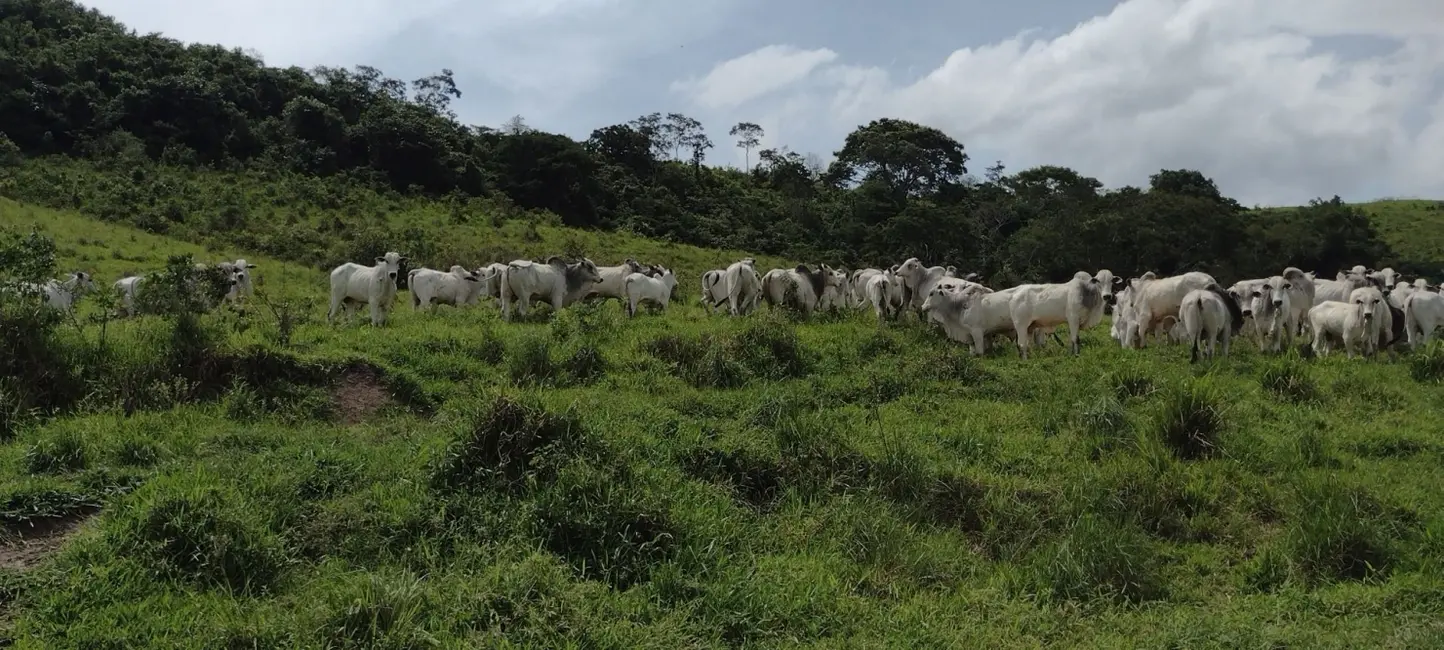 Foto 1 de Fazenda / Haras com 1 quarto à venda, 150m2 em Parque das Alamedas, Guaratingueta - SP