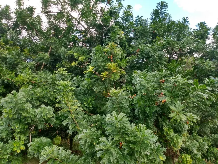Chácara com 3 quartos à venda, 200m2 em Paraibuna - SP - imagem 8 Foto 8 de Chácara com 3 quartos à venda, 200m2 em Paraibuna - SP