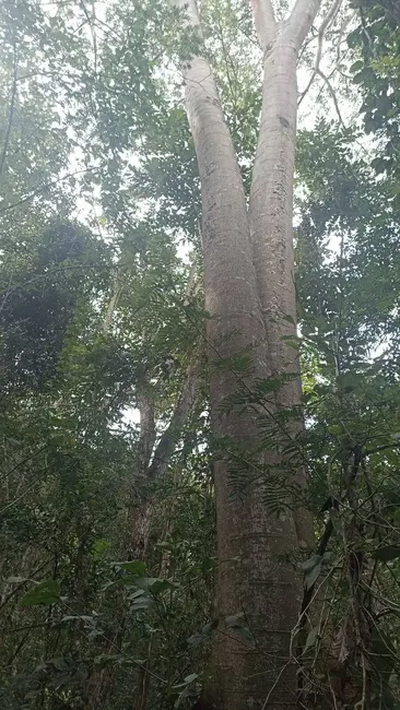 Foto 9 de Sítio / Rancho com 2 quartos à venda, 96000m2 em Jambeiro - SP