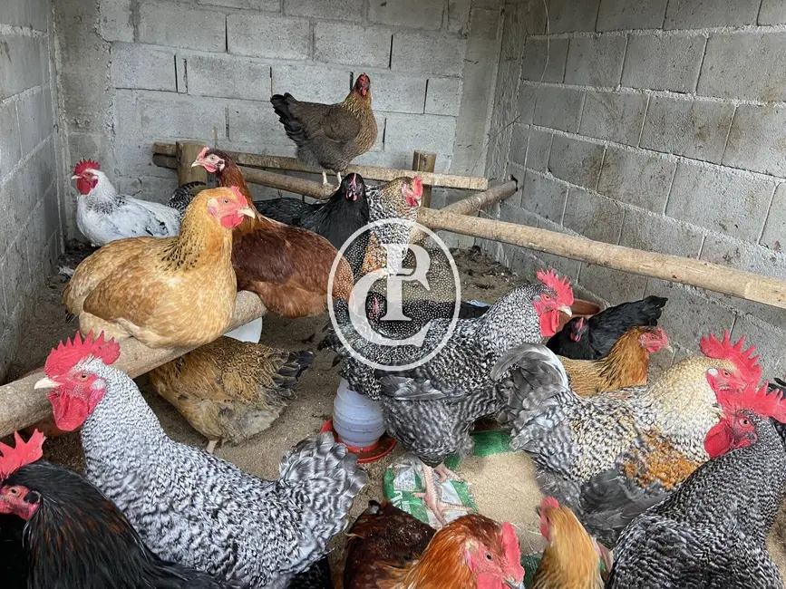 Chácara com 3 quartos à venda e para alugar, 24000m2 em Piedade, Cacapava - SP - imagem 9 Foto 9 de Chácara com 3 quartos à venda e para alugar, 24000m2 em Piedade, Cacapava - SP