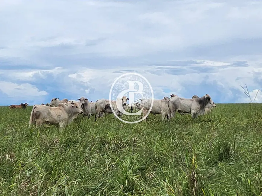 Foto 1 de Fazenda / Haras com 3 quartos à venda, 300m2 em Centro, Campo Grande - MS