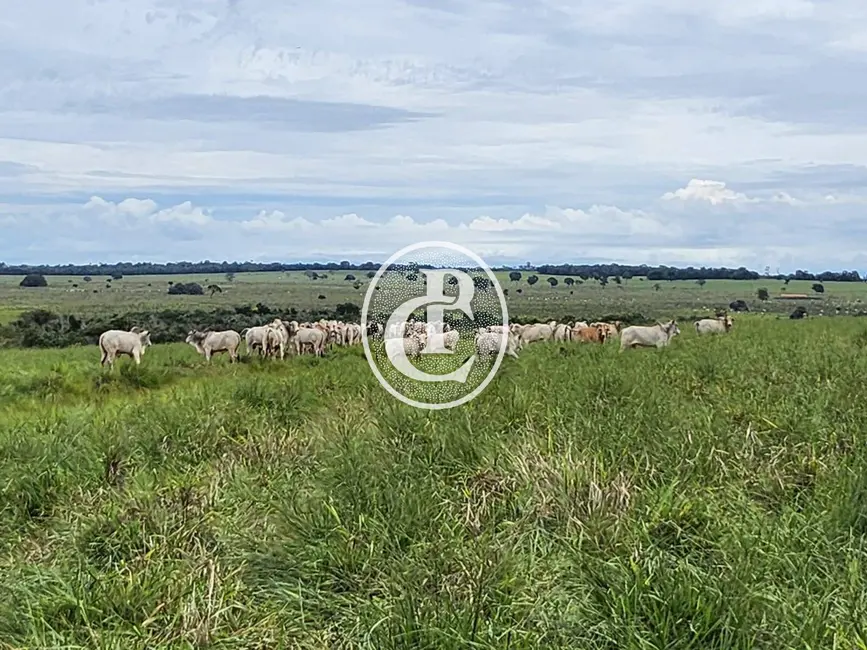 Foto 7 de Fazenda / Haras com 3 quartos à venda, 300m2 em Centro, Campo Grande - MS