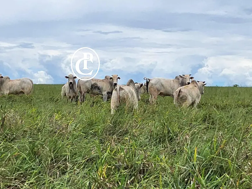 Foto 3 de Fazenda / Haras com 3 quartos à venda, 300m2 em Centro, Campo Grande - MS