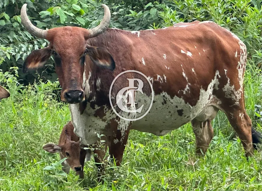 Foto 5 de Sítio / Rancho com 4 quartos à venda, 65000m2 em Sao Jose Dos Campos - SP