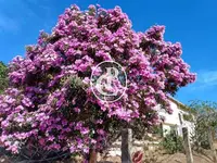Imagem 17