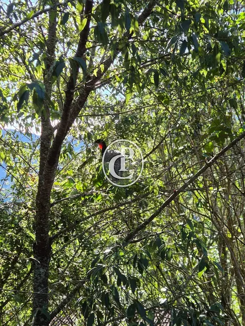 Chácara com 2 quartos à venda e para alugar, 60m2 em Sao Jose Dos Campos - SP - imagem 6 Foto 6 de Chácara com 2 quartos à venda e para alugar, 60m2 em Sao Jose Dos Campos - SP