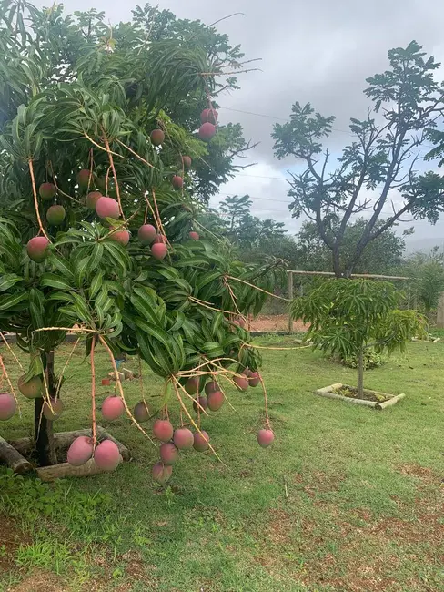 Foto 7 de Chácara com 3 quartos à venda, 750m2 em Jaboticatubas - MG