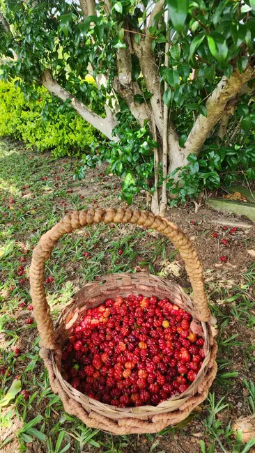 Foto 9 de Sítio / Rancho com 4 quartos à venda, 12m2 em Esmeraldas - MG
