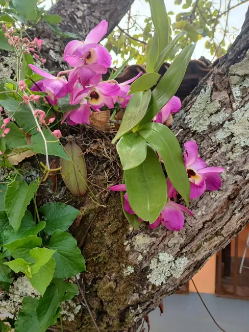 Foto 36 de Chácara à venda em Jaboticatubas - MG