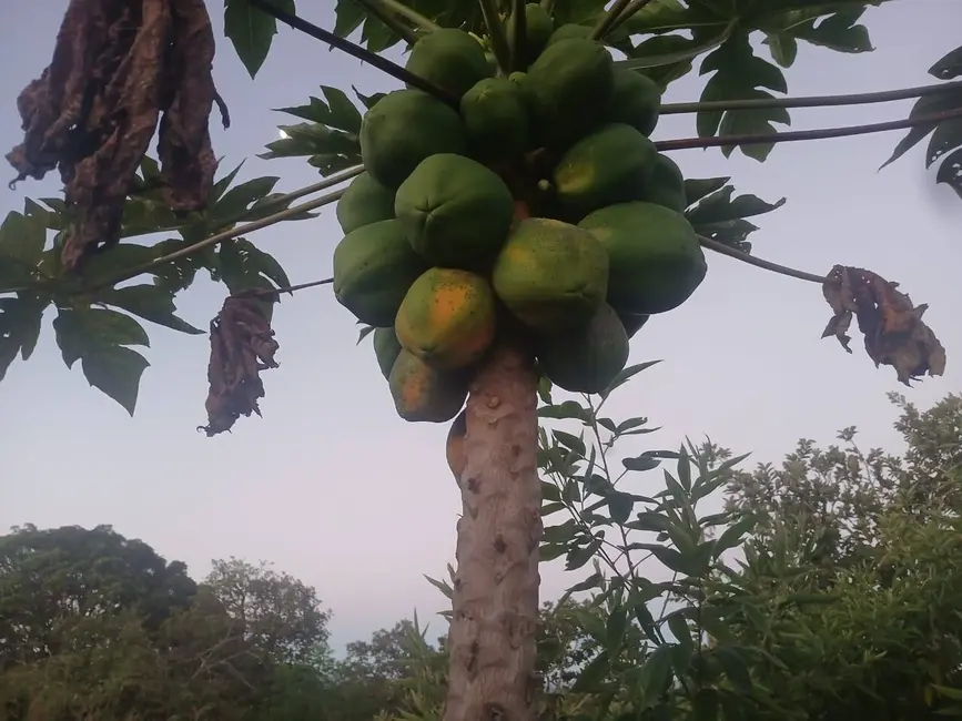 Foto 34 de Chácara à venda em Jaboticatubas - MG