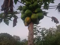 Imagem 34