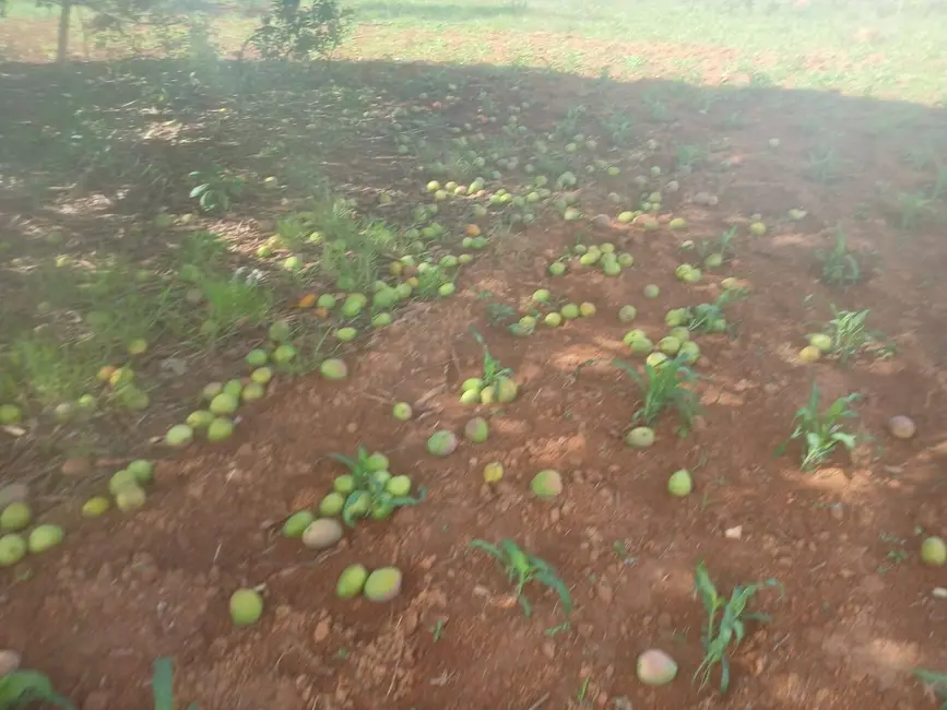 Foto 39 de Chácara à venda em Jaboticatubas - MG