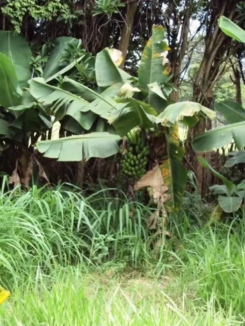 Foto 8 de Chácara com 1 quarto à venda, 16000m2 em Poste, Jundiai - SP