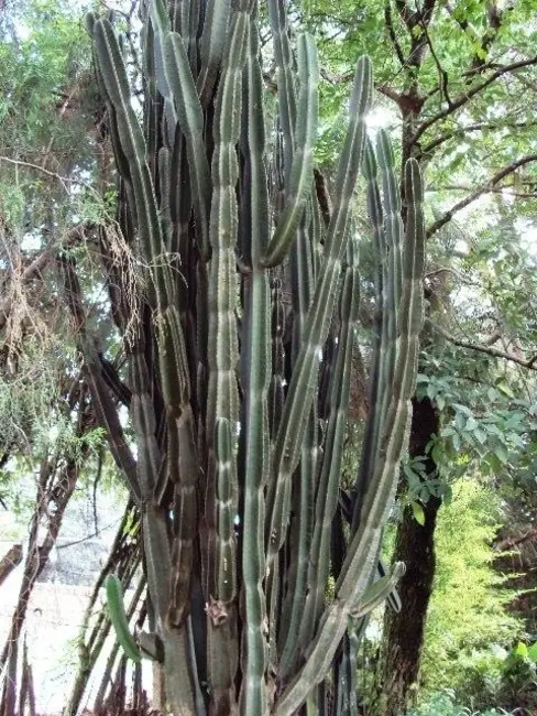 Foto 9 de Chácara com 1 quarto à venda, 16000m2 em Poste, Jundiai - SP