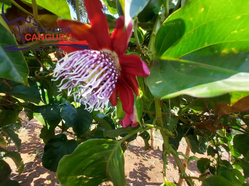 Foto 8 de Chácara com 3 quartos à venda, 48400m2 em Piraju - SP