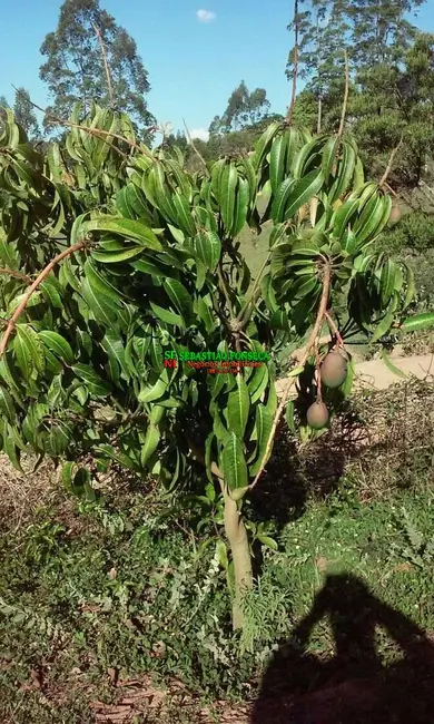 Chácara com 2 quartos à venda, 30000m2 em Centro, Paraibuna - SP - imagem 4 Foto 4 de Chácara com 2 quartos à venda, 30000m2 em Centro, Paraibuna - SP