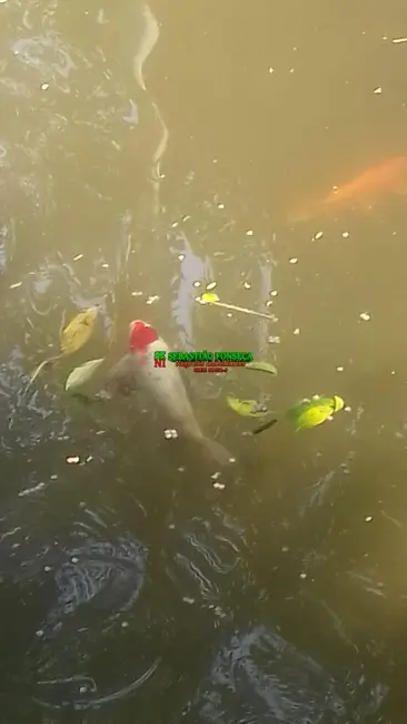 Casa com 2 quartos à venda, 1000m2 em Centro, Caraguatatuba - SP - imagem 9 Foto 9 de Casa com 2 quartos à venda, 1000m2 em Centro, Caraguatatuba - SP