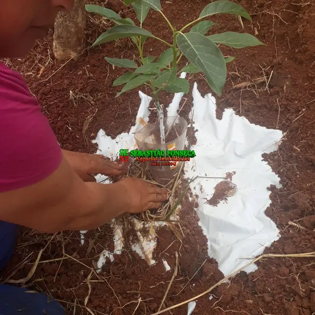 Foto 8 de Fazenda / Haras à venda, 487m2 em Carmo De Minas - MG