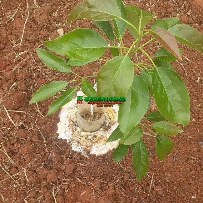 Foto 6 de Fazenda / Haras à venda, 487m2 em Carmo De Minas - MG