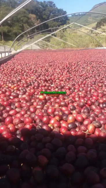 Foto 5 de Fazenda / Haras à venda, 487m2 em Carmo De Minas - MG