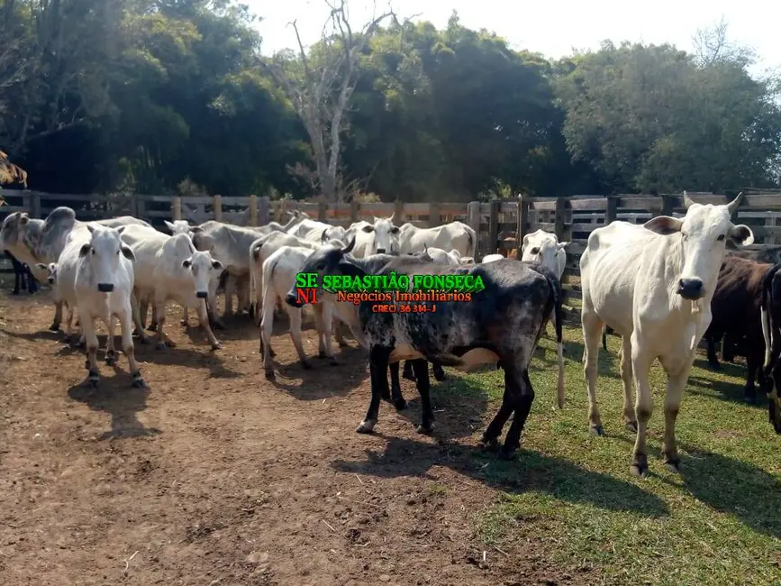 Foto 8 de Fazenda / Haras à venda, 53m2 em Cambui - MG