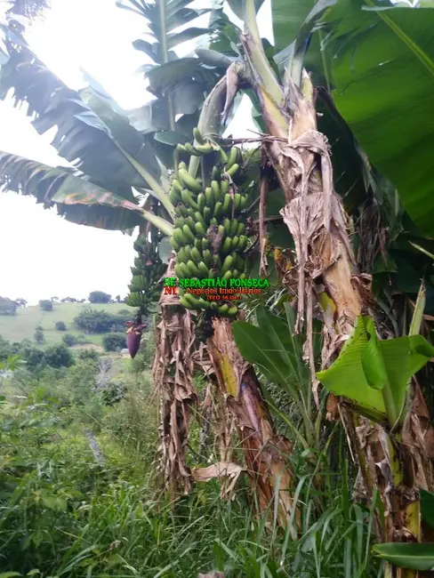Sítio / Rancho com 4 quartos à venda em Paraisopolis - MG - imagem 9 Foto 9 de Sítio / Rancho com 4 quartos à venda em Paraisopolis - MG