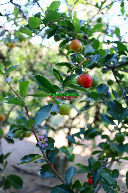 Foto 4 de Chácara com 3 quartos à venda, 20000m2 em Sao Jose Dos Campos - SP