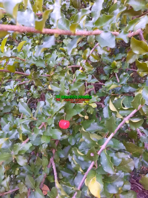 Foto 4 de Sítio / Rancho à venda, 20800m2 em Chácara Marambaia, Cacapava - SP