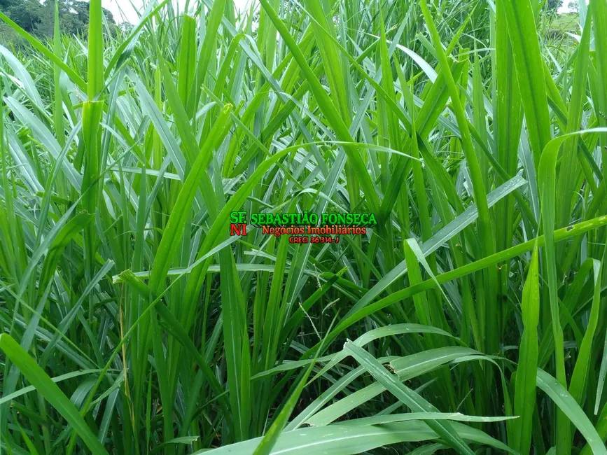 Sítio / Rancho à venda, 14m2 em Área Rural de Guaratinguetá, Guaratingueta - SP - imagem 8 Foto 8 de Sítio / Rancho à venda, 14m2 em Área Rural de Guaratinguetá, Guaratingueta - SP