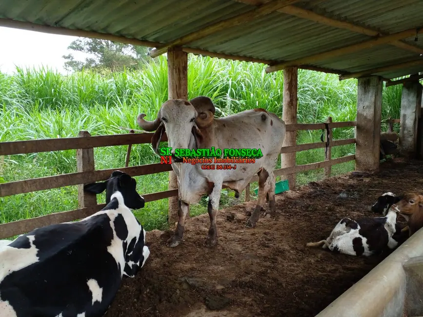 Sítio / Rancho à venda, 14m2 em Área Rural de Guaratinguetá, Guaratingueta - SP - imagem 6 Foto 6 de Sítio / Rancho à venda, 14m2 em Área Rural de Guaratinguetá, Guaratingueta - SP