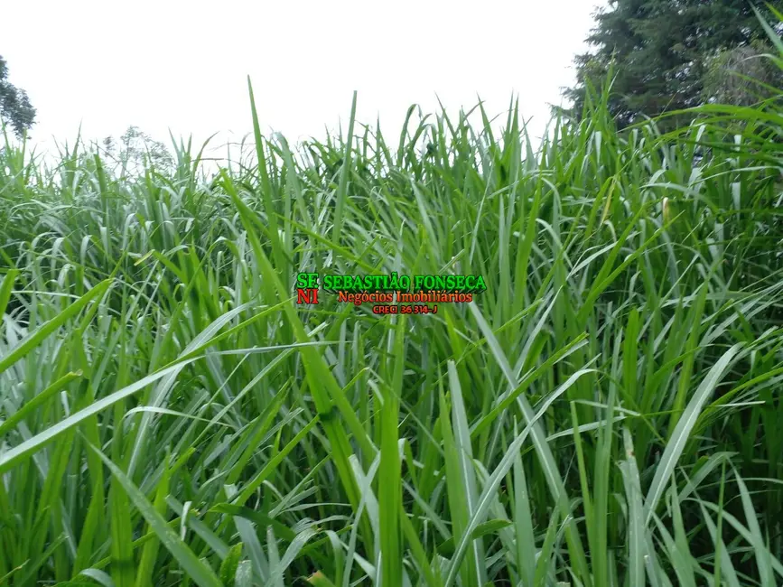 Sítio / Rancho à venda, 14m2 em Área Rural de Guaratinguetá, Guaratingueta - SP - imagem 4 Foto 4 de Sítio / Rancho à venda, 14m2 em Área Rural de Guaratinguetá, Guaratingueta - SP