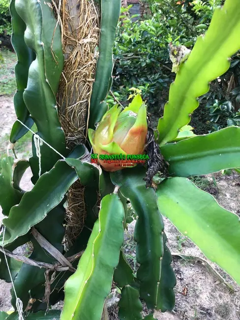 Foto 3 de Sítio / Rancho com 5 quartos à venda, 20000m2 em Centro, Igarata - SP